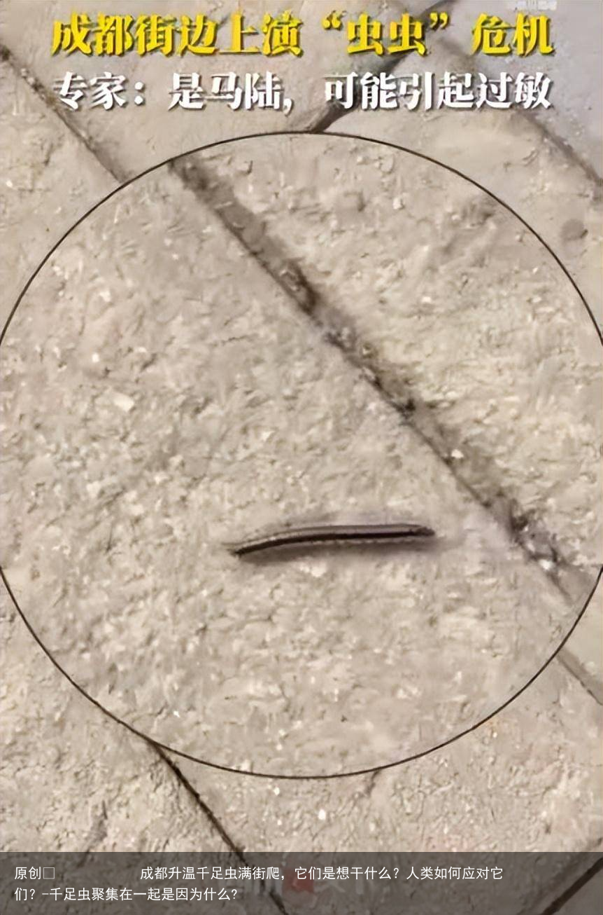成都升温千足虫满街爬，它们是想干什么？人类如何应对它们？-千足虫聚集在一起是因为什么?