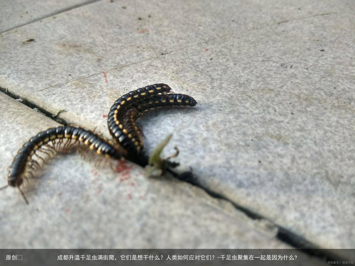 成都升温千足虫满街爬，它们是想干什么？人类如何应对它们？-千足虫聚集在一起是因为什么?