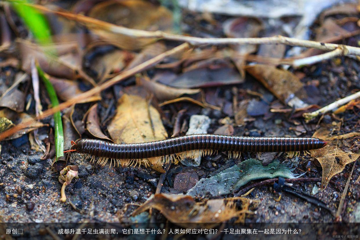 成都升温千足虫满街爬，它们是想干什么？人类如何应对它们？-千足虫聚集在一起是因为什么?