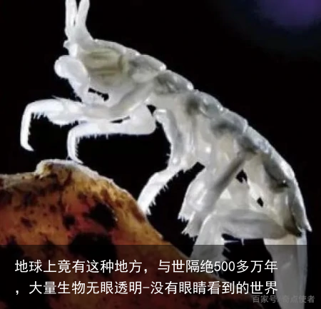 地球上竟有这种地方，与世隔绝500多万年，大量生物无眼透明-没有眼睛看到的世界