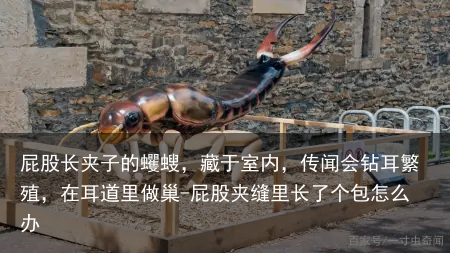 屁股长夹子的蠼螋，藏于室内，传闻会钻耳繁殖，在耳道里做巢-屁股夹缝里长了个包怎么办