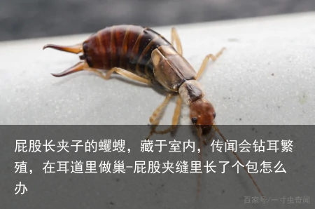屁股长夹子的蠼螋，藏于室内，传闻会钻耳繁殖，在耳道里做巢-屁股夹缝里长了个包怎么办