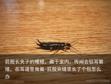 屁股长夹子的蠼螋，藏于室内，传闻会钻耳繁殖，在耳道里做巢-屁股夹缝里长了个包怎么办