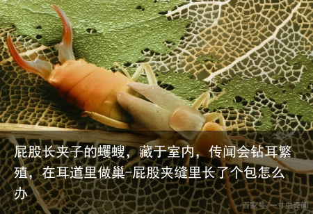 屁股长夹子的蠼螋，藏于室内，传闻会钻耳繁殖，在耳道里做巢-屁股夹缝里长了个包怎么办
