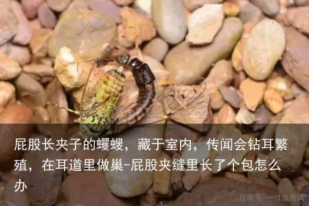 屁股长夹子的蠼螋，藏于室内，传闻会钻耳繁殖，在耳道里做巢-屁股夹缝里长了个包怎么办