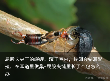 屁股长夹子的蠼螋，藏于室内，传闻会钻耳繁殖，在耳道里做巢-屁股夹缝里长了个包怎么办