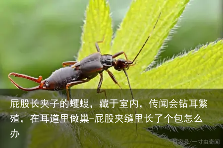 屁股长夹子的蠼螋，藏于室内，传闻会钻耳繁殖，在耳道里做巢-屁股夹缝里长了个包怎么办