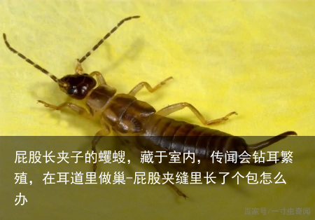 屁股长夹子的蠼螋，藏于室内，传闻会钻耳繁殖，在耳道里做巢-屁股夹缝里长了个包怎么办