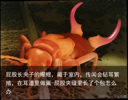 屁股长夹子的蠼螋，藏于室内，传闻会钻耳繁殖，在耳道里做巢-屁股夹缝里长了个包怎么办