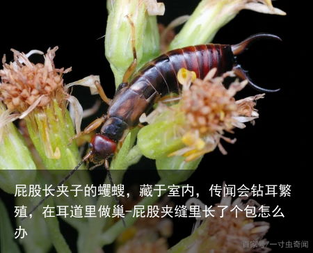 屁股长夹子的蠼螋，藏于室内，传闻会钻耳繁殖，在耳道里做巢-屁股夹缝里长了个包怎么办