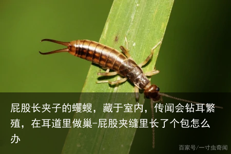 屁股长夹子的蠼螋，藏于室内，传闻会钻耳繁殖，在耳道里做巢-屁股夹缝里长了个包怎么办