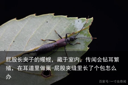 屁股长夹子的蠼螋，藏于室内，传闻会钻耳繁殖，在耳道里做巢-屁股夹缝里长了个包怎么办