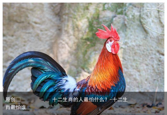 十二生肖的人最怕什么？-十二生肖最怕谁