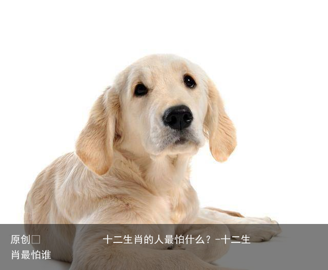 十二生肖的人最怕什么？-十二生肖最怕谁