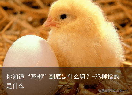 你知道“鸡柳”到底是什么嘛？-鸡柳指的是什么