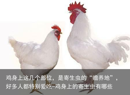 鸡身上这几个部位，是寄生虫的“赡养地”，好多人都特别爱吃-鸡身上的寄生虫有哪些