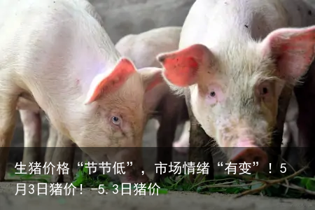 生猪价格“节节低”，市场情绪“有变”！5月3日猪价！-5.3日猪价