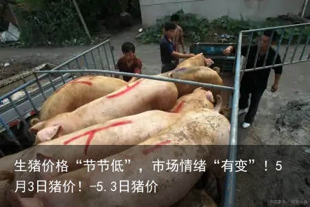 生猪价格“节节低”，市场情绪“有变”！5月3日猪价！-5.3日猪价