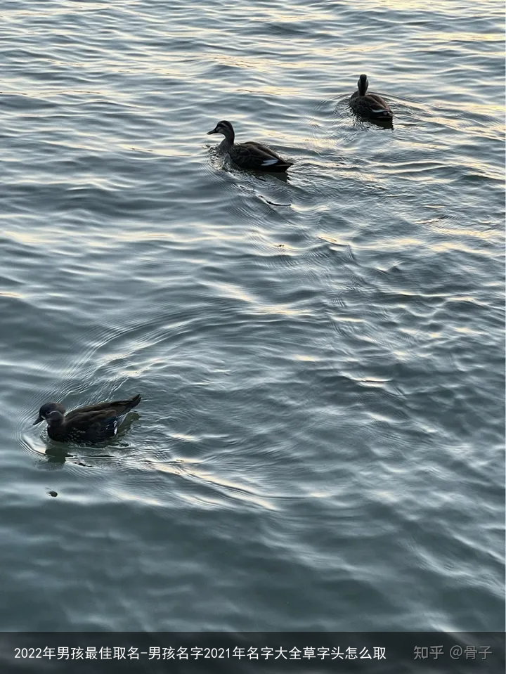 2022年男孩最佳取名-男孩名字2021年名字大全草字头怎么取