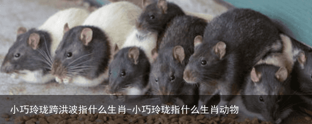 小巧玲珑跨洪波指什么生肖-小巧玲珑指什么生肖动物