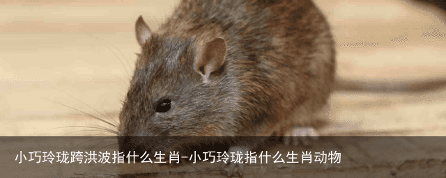 小巧玲珑跨洪波指什么生肖-小巧玲珑指什么生肖动物