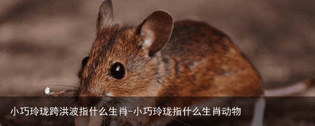 小巧玲珑跨洪波指什么生肖-小巧玲珑指什么生肖动物