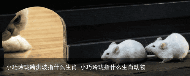 小巧玲珑跨洪波指什么生肖-小巧玲珑指什么生肖动物