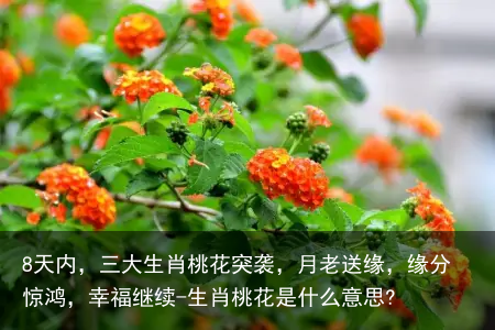 8天内，三大生肖桃花突袭，月老送缘，缘分惊鸿，幸福继续-生肖桃花是什么意思?