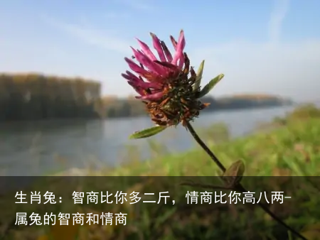 生肖兔：智商比你多二斤，情商比你高八两-属兔的智商和情商