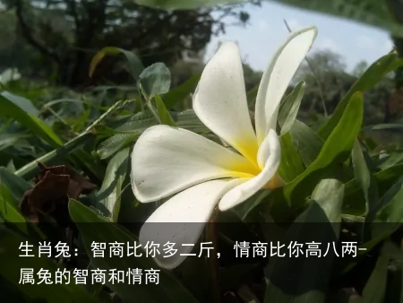 生肖兔：智商比你多二斤，情商比你高八两-属兔的智商和情商