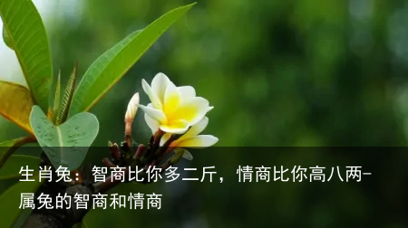 生肖兔：智商比你多二斤，情商比你高八两-属兔的智商和情商