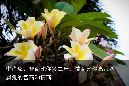 生肖兔：智商比你多二斤，情商比你高八两-属兔的智商和情商