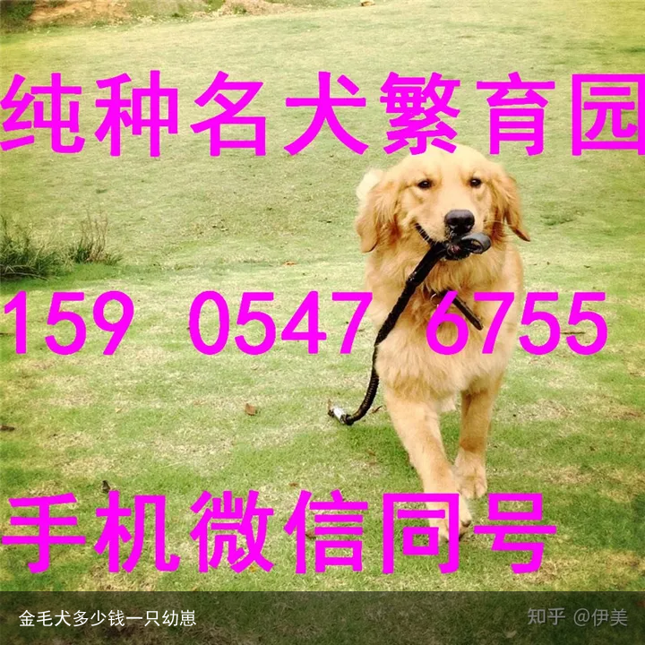 金毛犬多少钱一只幼崽