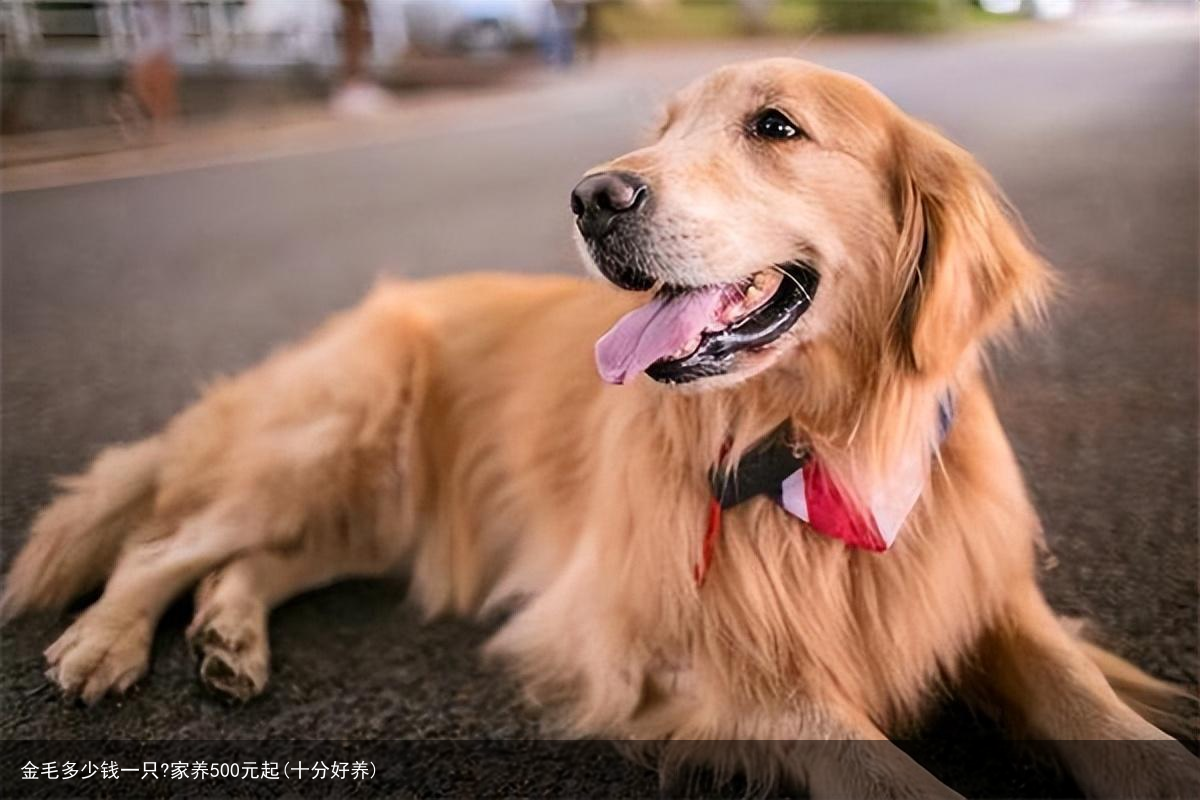 金毛多少钱一只?家养500元起(十分好养)