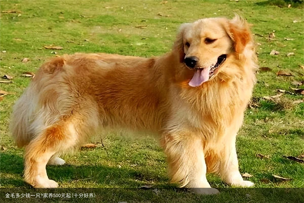 金毛多少钱一只?家养500元起(十分好养)