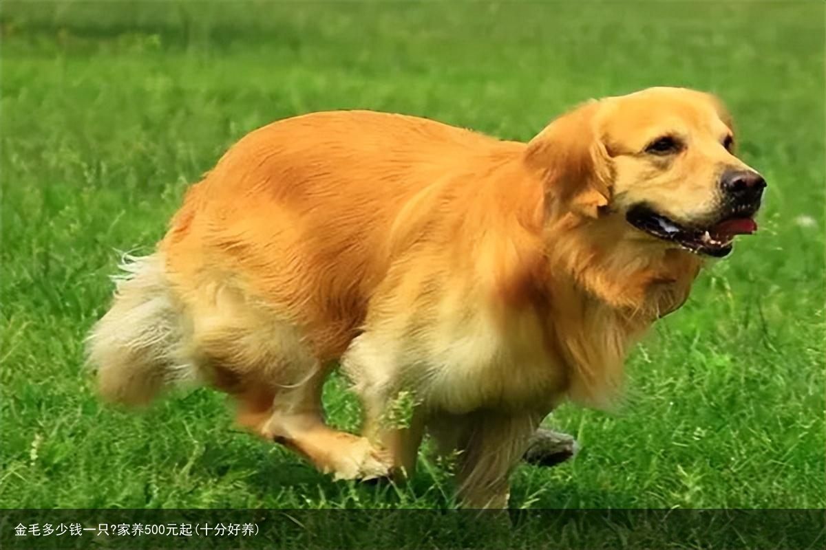 金毛多少钱一只?家养500元起(十分好养)