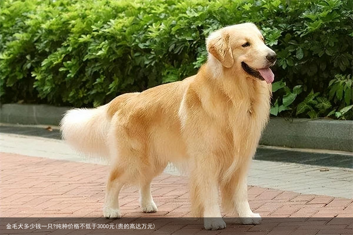 金毛犬多少钱一只?纯种价格不低于3000元(贵的高达万元)
