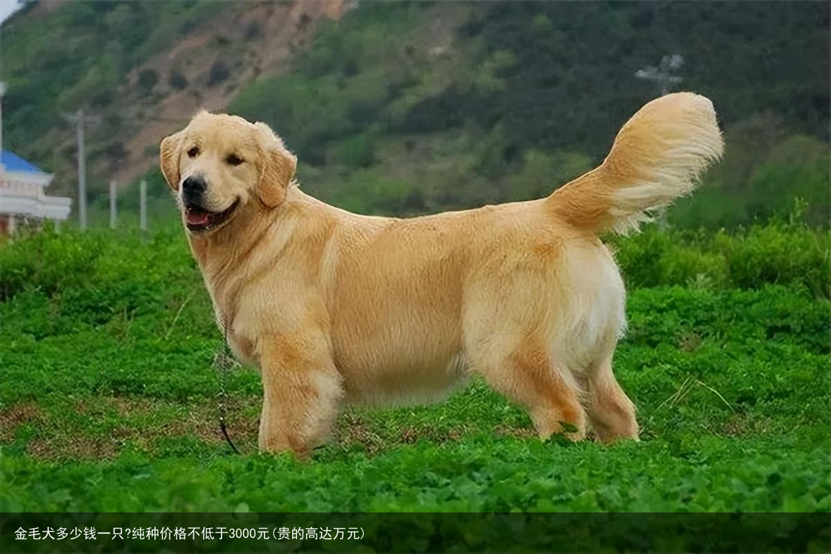 金毛犬多少钱一只?纯种价格不低于3000元(贵的高达万元)