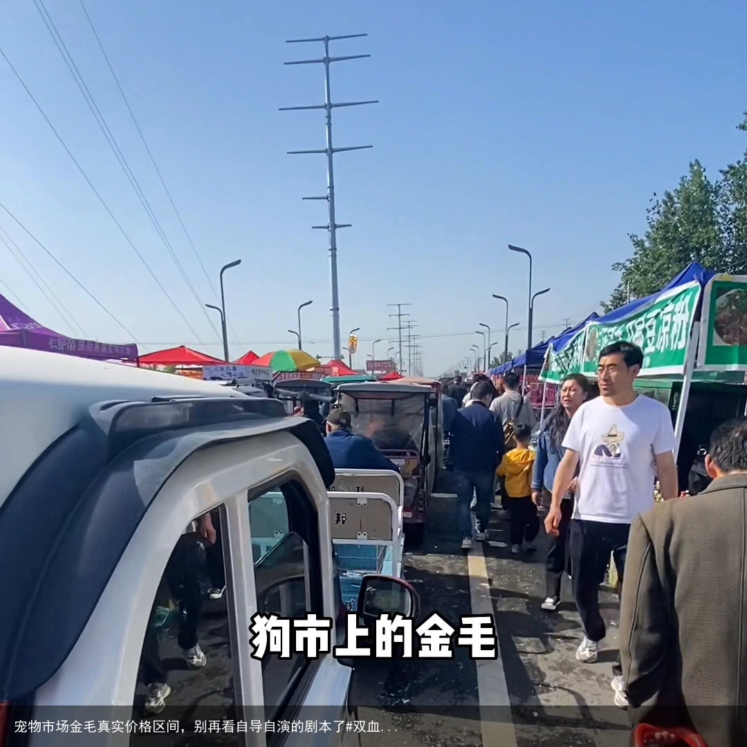 宠物市场金毛真实价格区间，别再看自导自演的剧本了#双血...