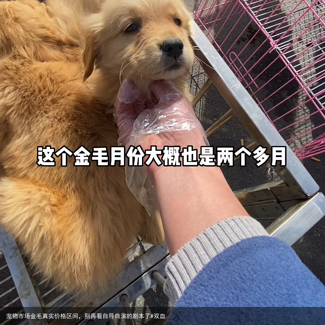 宠物市场金毛真实价格区间，别再看自导自演的剧本了#双血...