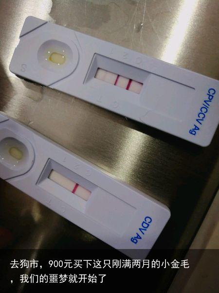 去狗市，900元买下这只刚满两月的小金毛，我们的噩梦就开始了