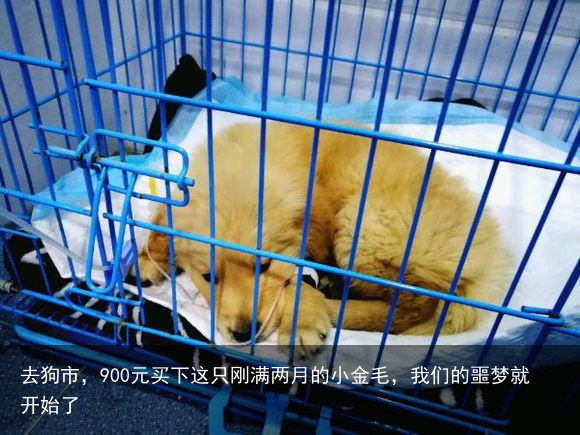 去狗市，900元买下这只刚满两月的小金毛，我们的噩梦就开始了