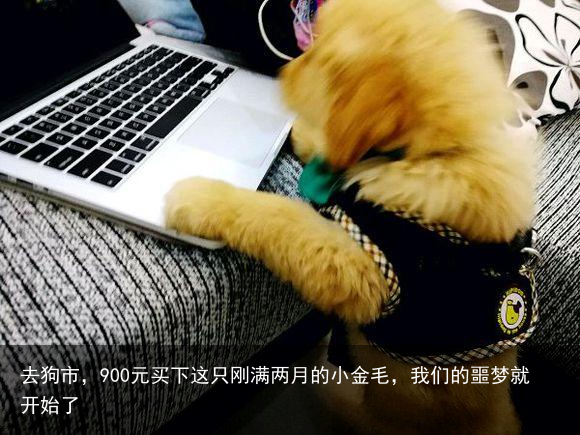 去狗市，900元买下这只刚满两月的小金毛，我们的噩梦就开始了