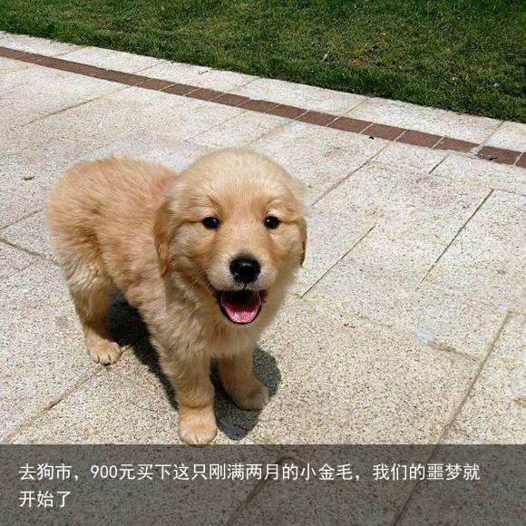 去狗市，900元买下这只刚满两月的小金毛，我们的噩梦就开始了