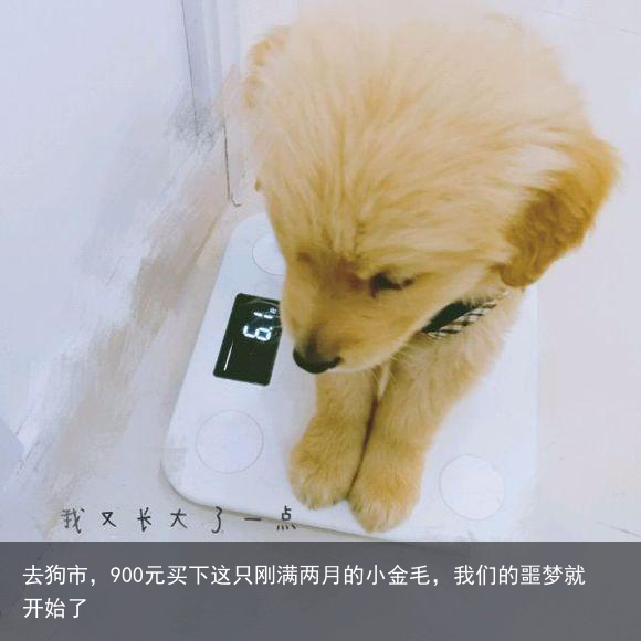 去狗市，900元买下这只刚满两月的小金毛，我们的噩梦就开始了