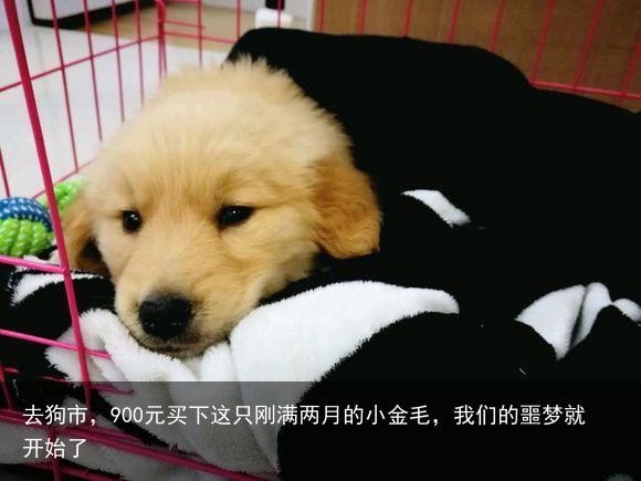 去狗市，900元买下这只刚满两月的小金毛，我们的噩梦就开始了