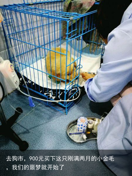 去狗市，900元买下这只刚满两月的小金毛，我们的噩梦就开始了