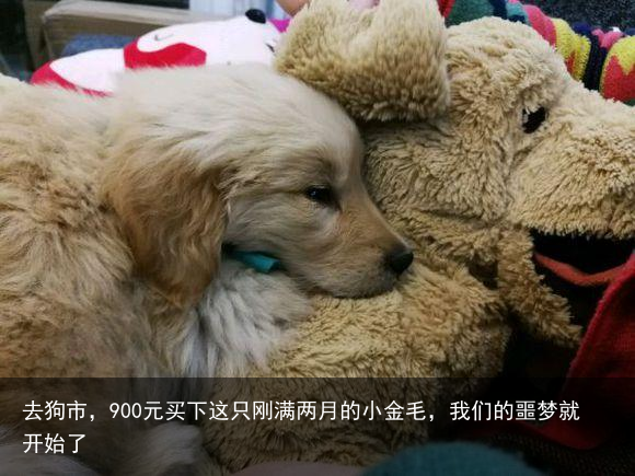 去狗市，900元买下这只刚满两月的小金毛，我们的噩梦就开始了