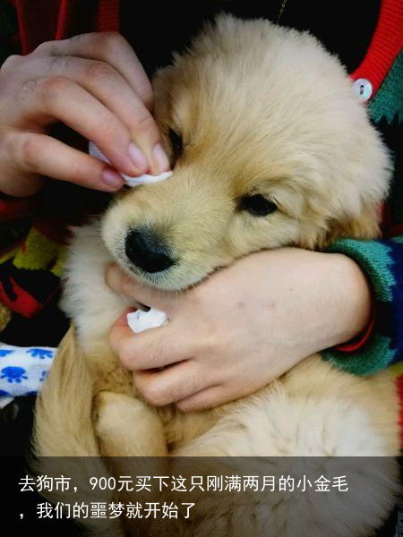 去狗市，900元买下这只刚满两月的小金毛，我们的噩梦就开始了