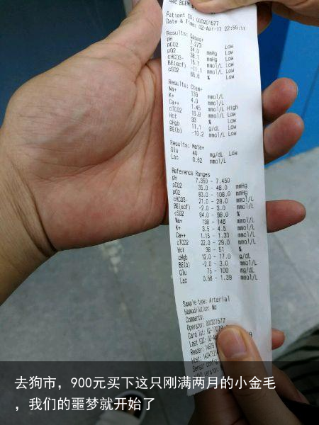去狗市，900元买下这只刚满两月的小金毛，我们的噩梦就开始了